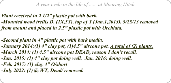 A year cycle in the life of ...... at Mooring Hitch

Plant received in 2 1/2” plastic pot with bark.
-Mounted wood trellis D, (1X,5Y), top of Y (Jan.1,2013). 3/25/13 removed from mount and placed in 2.5” plastic pot with Orchiata.

-Second plant in 4” plastic pot with bark media.
-January 2014:(1) 4” clay pot, (1)4.5” aircone pot. A total of (2) plants.
-March 2014: (1) 4.5” aircone pot DEAD, reason I don’t recall.
-Jan. 2015: (1) 4” clay pot doing well.  Jan. 2016: doing well.
-Feb. 2017: (1) clay 4” O/short
-July 2022: (1) @ WT, Dead/ removed.
