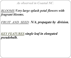 As observed in Coastal NC.

BLOOMS:Very large splash petal flowers with fragrant blooms.

FRUIT  AND  SEED: N/A, propagate by  division.


KEY FEATURES:single leaf in elongated pseudobulb.