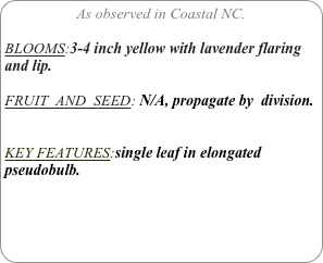As observed in Coastal NC.

BLOOMS:3-4 inch yellow with lavender flaring and lip.

FRUIT  AND  SEED: N/A, propagate by  division.


KEY FEATURES:single leaf in elongated pseudobulb.