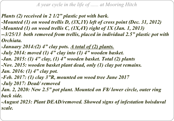A year cycle in the life of ...... at Mooring Hitch

Plants (2) received in 2 1/2” plastic pot with bark.
-Mounted (1) on wood trellis D, (3X,1Y) left of cross point (Dec. 31, 2012)
-Mounted (1) on wood trellis C, (1X,4Y) right of 1X (Jan. 1, 2013)
--3/25/13  both removed from trellis, placed in individual 2.5” plastic pot with Orchiata.
-January 2014:(2) 4” clay pots. A total of (2) plants.
-July 2014: moved (1) 4” clay into (1) 4” wooden basket.
-Jan. 2015: (1) 4” clay, (1) 4” wooden basket. Total (2) plants
-Nov. 2015: wooden basket plant dead, only (1) clay pot remains.
Jan. 2016: (1) 4” clay pot.
-Feb. 2017: (1) clay 3”R, mounted on wood tree June 2017
-July 2017: Dead/ removed
Jan. 2, 2020: New 2.5” pot plant. Mounted on F8/ lower circle, outer ring back side.
-August 2023: Plant DEAD/removed. Showed signs of infestation boisduval scale.
