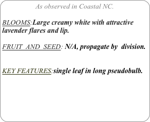 As observed in Coastal NC.

BLOOMS:Large creamy white with attractive lavender flares and lip.

FRUIT  AND  SEED: N/A, propagate by  division.


KEY FEATURES:single leaf in long pseudobulb.
