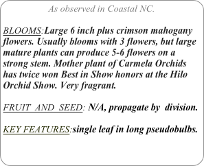 As observed in Coastal NC.

BLOOMS:Large 6 inch plus crimson mahogany flowers. Usually blooms with 3 flowers, but large mature plants can produce 5-6 flowers on a strong stem. Mother plant of Carmela Orchids has twice won Best in Show honors at the Hilo Orchid Show. Very fragrant.

FRUIT  AND  SEED: N/A, propagate by  division.

KEY FEATURES:single leaf in long pseudobulbs.