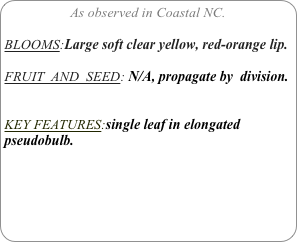 As observed in Coastal NC.

BLOOMS:Large soft clear yellow, red-orange lip.

FRUIT  AND  SEED: N/A, propagate by  division.


KEY FEATURES:single leaf in elongated pseudobulb.
