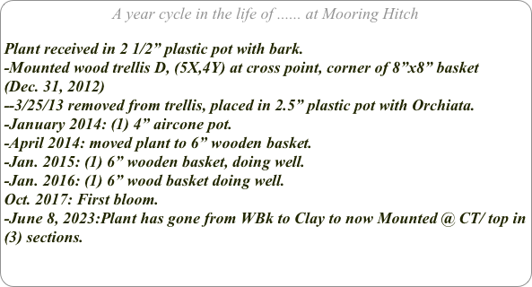 A year cycle in the life of ...... at Mooring Hitch

Plant received in 2 1/2” plastic pot with bark.
-Mounted wood trellis D, (5X,4Y) at cross point, corner of 8”x8” basket
(Dec. 31, 2012)
--3/25/13 removed from trellis, placed in 2.5” plastic pot with Orchiata.
-January 2014: (1) 4” aircone pot.
-April 2014: moved plant to 6” wooden basket.
-Jan. 2015: (1) 6” wooden basket, doing well.
-Jan. 2016: (1) 6” wood basket doing well.
Oct. 2017: First bloom.
-June 8, 2023:Plant has gone from WBk to Clay to now Mounted @ CT/ top in (3) sections.