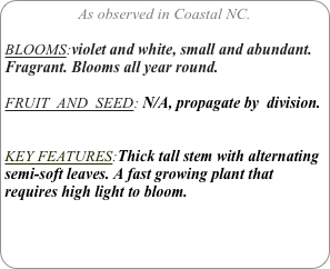 As observed in Coastal NC.

BLOOMS:violet and white, small and abundant.
Fragrant. Blooms all year round.

FRUIT  AND  SEED: N/A, propagate by  division.


KEY FEATURES:Thick tall stem with alternating semi-soft leaves. A fast growing plant that requires high light to bloom.
