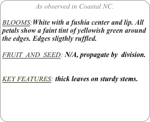 As observed in Coastal NC.

BLOOMS:White with a fushia center and lip. All petals show a faint tint of yellowish green around the edges. Edges sligthly ruffled.

FRUIT  AND  SEED: N/A, propagate by  division.


KEY FEATURES: thick leaves on sturdy stems.
