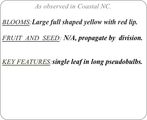 As observed in Coastal NC.

BLOOMS:Large full shaped yellow with red lip.

FRUIT  AND  SEED: N/A, propagate by  division.


KEY FEATURES:single leaf in long pseudobulbs.