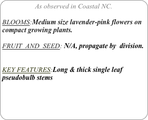 As observed in Coastal NC.

BLOOMS:Medium size lavender-pink flowers on compact growing plants.

FRUIT  AND  SEED: N/A, propagate by  division.


KEY FEATURES:Long & thick single leaf pseudobulb stems