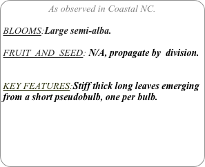 As observed in Coastal NC.

BLOOMS:Large semi-alba.

FRUIT  AND  SEED: N/A, propagate by  division.


KEY FEATURES:Stiff thick long leaves emerging from a short pseudobulb, one per bulb. 