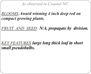 As observed in Coastal NC.

BLOOMS:Award winning 4 inch deep red on compact growing plants.

FRUIT  AND  SEED: N/A, propagate by  division.


KEY FEATURES:large long thick leaf in short small pseudobulbs.