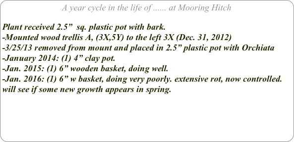 A year cycle in the life of ...... at Mooring Hitch

Plant received 2.5”  sq. plastic pot with bark.
-Mounted wood trellis A, (3X,5Y) to the left 3X (Dec. 31, 2012)
-3/25/13 removed from mount and placed in 2.5” plastic pot with Orchiata
-January 2014: (1) 4” clay pot.
-Jan. 2015: (1) 6” wooden basket, doing well.
-Jan. 2016: (1) 6” w basket, doing very poorly. extensive rot, now controlled.
will see if some new growth appears in spring.
