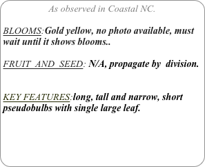 As observed in Coastal NC.

BLOOMS:Gold yellow, no photo available, must wait until it shows blooms..

FRUIT  AND  SEED: N/A, propagate by  division.


KEY FEATURES:long, tall and narrow, short pseudobulbs with single large leaf.