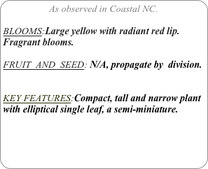 As observed in Coastal NC.

BLOOMS:Large yellow with radiant red lip.  Fragrant blooms.

FRUIT  AND  SEED: N/A, propagate by  division.


KEY FEATURES:Compact, tall and narrow plant with elliptical single leaf, a semi-miniature.