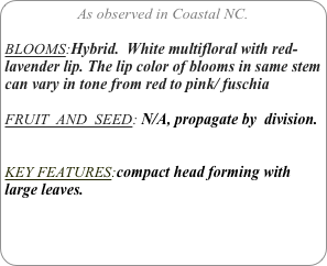 As observed in Coastal NC.

BLOOMS:Hybrid.  White multifloral with red-lavender lip. The lip color of blooms in same stem can vary in tone from red to pink/ fuschia

FRUIT  AND  SEED: N/A, propagate by  division.


KEY FEATURES:compact head forming with large leaves.
