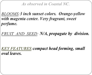 As observed in Coastal NC.

BLOOMS:3 inch sunset colors.  Orange-yellow with magenta center. Very fragrant, sweet perfume.

FRUIT  AND  SEED: N/A, propagate by  division.


KEY FEATURES:compact head forming, small oval leaves.