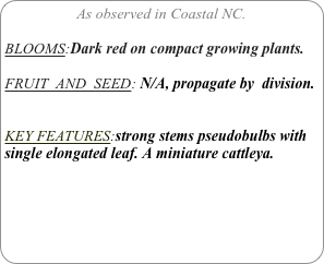 As observed in Coastal NC.

BLOOMS:Dark red on compact growing plants.

FRUIT  AND  SEED: N/A, propagate by  division.


KEY FEATURES:strong stems pseudobulbs with single elongated leaf. A miniature cattleya.
