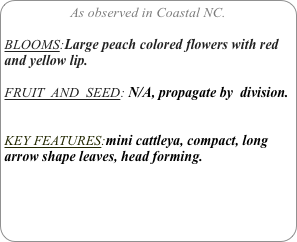 As observed in Coastal NC.

BLOOMS:Large peach colored flowers with red and yellow lip.

FRUIT  AND  SEED: N/A, propagate by  division.


KEY FEATURES:mini cattleya, compact, long arrow shape leaves, head forming.