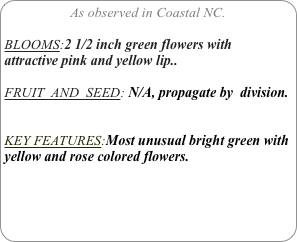 As observed in Coastal NC.

BLOOMS:2 1/2 inch green flowers with attractive pink and yellow lip..

FRUIT  AND  SEED: N/A, propagate by  division.


KEY FEATURES:Most unusual bright green with yellow and rose colored flowers. 