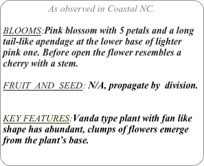 As observed in Coastal NC.

BLOOMS:Pink blossom with 5 petals and a long tail-like apendage at the lower base of lighter pink one. Before open the flower resembles a cherry with a stem.

FRUIT  AND  SEED: N/A, propagate by  division.


KEY FEATURES:Vanda type plant with fan like shape has abundant, clumps of flowers emerge from the plant’s base.