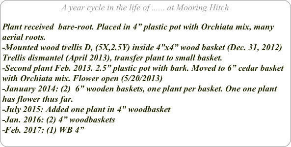 A year cycle in the life of ...... at Mooring Hitch

Plant received  bare-root. Placed in 4” plastic pot with Orchiata mix, many aerial roots.
-Mounted wood trellis D, (5X,2.5Y) inside 4”x4” wood basket (Dec. 31, 2012)
Trellis dismantel (April 2013), transfer plant to small basket.
-Second plant Feb. 2013. 2.5” plastic pot with bark. Moved to 6” cedar basket with Orchiata mix. Flower open (5/20/2013)
-January 2014: (2)  6” wooden baskets, one plant per basket. One one plant has flower thus far.
-July 2015: Added one plant in 4” woodbasket
-Jan. 2016: (2) 4” woodbaskets
-Feb. 2017: (1) WB 4”