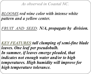 As observed in Coastal NC.

BLOOMS:red wine color with intense white pattern and a yellow center.

FRUIT  AND  SEED: N/A, propagate by  division.


KEY FEATURES:tall clumping of semi-fine blade leaves. One leaf per pseudobulb.
In summer, if leaves emerge pleaded, that indicates not enough water and/or to high temperatures. High humidity will improve for high temperature tolerance.