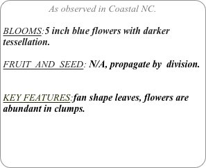 As observed in Coastal NC.

BLOOMS:5 inch blue flowers with darker tessellation.

FRUIT  AND  SEED: N/A, propagate by  division.


KEY FEATURES:fan shape leaves, flowers are abundant in clumps.