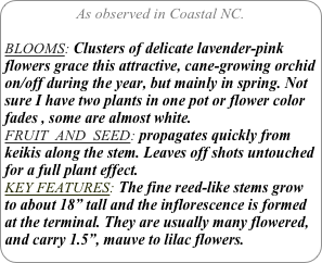 As observed in Coastal NC.

BLOOMS: Clusters of delicate lavender-pink flowers grace this attractive, cane-growing orchid on/off during the year, but mainly in spring. Not sure I have two plants in one pot or flower color fades , some are almost white.
FRUIT  AND  SEED: propagates quickly from keikis along the stem. Leaves off shots untouched for a full plant effect.
KEY FEATURES: The fine reed-like stems grow to about 18” tall and the inflorescence is formed at the terminal. They are usually many flowered, and carry 1.5”, mauve to lilac flowers.