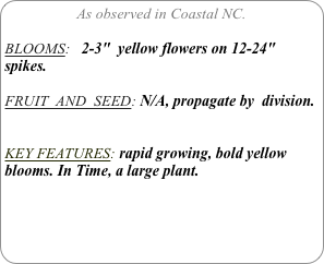 As observed in Coastal NC.

BLOOMS:   2-3"  yellow flowers on 12-24" spikes.

FRUIT  AND  SEED: N/A, propagate by  division.


KEY FEATURES: rapid growing, bold yellow blooms. In Time, a large plant.