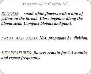 As observed in Coastal NC.

BLOOMS:    small white flowers with a hint of yellow on the throat.  Close together along the bloom stem. Compact blooms and plant.


FRUIT  AND  SEED: N/A, propagate by  division.


KEY FEATURES: flowers remain for 2-3 months and repeat frequently.