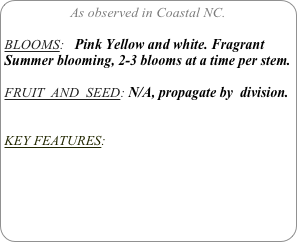 As observed in Coastal NC.

BLOOMS:   Pink Yellow and white. Fragrant
Summer blooming, 2-3 blooms at a time per stem.

FRUIT  AND  SEED: N/A, propagate by  division.


KEY FEATURES: 
