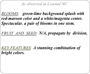 As observed in Coastal NC.

BLOOMS:   green-lime background splash with red-maroon color and a white/magenta center. Spectacular. a pair of blooms in one stem.

FRUIT  AND  SEED: N/A, propagate by  division.


KEY FEATURES: A stunning combination of bright colors.