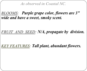 As observed in Coastal NC.

BLOOMS:   Purple grape color, flowers are 3" wide and have a sweet, smoky scent.

FRUIT  AND  SEED: N/A, propagate by  division.


KEY FEATURES: Tall plant, abundant flowers.