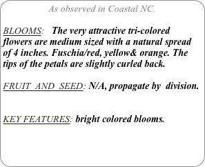 As observed in Coastal NC.

BLOOMS:   The very attractive tri-colored flowers are medium sized with a natural spread of 4 inches. Fuschia/red, yellow& orange. The tips of the petals are slightly curled back.

FRUIT  AND  SEED: N/A, propagate by  division.


KEY FEATURES: bright colored blooms.