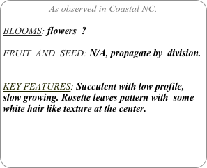 As observed in Coastal NC.

BLOOMS: flowers  ?

FRUIT  AND  SEED: N/A, propagate by  division.


KEY FEATURES: Succulent with low profile, slow growing. Rosette leaves pattern with  some white hair like texture at the center.