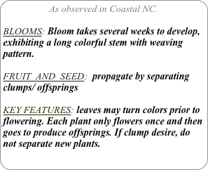 As observed in Coastal NC.

BLOOMS: Bloom takes several weeks to develop, exhibiting a long colorful stem with weaving pattern.

FRUIT  AND  SEED:  propagate by separating clumps/ offsprings

KEY FEATURES: leaves may turn colors prior to flowering. Each plant only flowers once and then goes to produce offsprings. If clump desire, do not separate new plants.