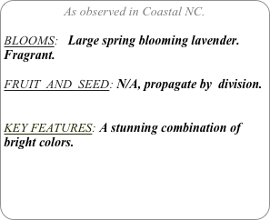 As observed in Coastal NC.

BLOOMS:   Large spring blooming lavender.  Fragrant.

FRUIT  AND  SEED: N/A, propagate by  division.


KEY FEATURES: A stunning combination of bright colors.