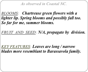 As observed in Coastal NC.

BLOOMS:   Chartreuse green flowers with a lighter lip. Spring blooms and possibly fall too.
So far for me, summer blooms.

FRUIT  AND  SEED: N/A, propagate by  division.


KEY FEATURES: Leaves are long / narrow blades more resemblant to Barassavola family.