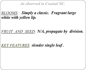 As observed in Coastal NC.

BLOOMS:   Simply a classic.  Fragrant large white with yellow lip.

FRUIT  AND  SEED: N/A, propagate by  division.


KEY FEATURES: slender single leaf .