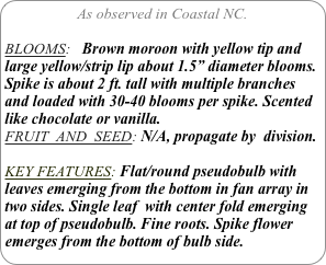 As observed in Coastal NC.

BLOOMS:   Brown moroon with yellow tip and large yellow/strip lip about 1.5” diameter blooms. Spike is about 2 ft. tall with multiple branches and loaded with 30-40 blooms per spike. Scented like chocolate or vanilla.FRUIT  AND  SEED: N/A, propagate by  division.

KEY FEATURES: Flat/round pseudobulb with leaves emerging from the bottom in fan array in two sides. Single leaf  with center fold emerging at top of pseudobulb. Fine roots. Spike flower emerges from the bottom of bulb side.