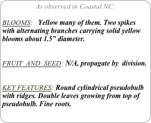 As observed in Coastal NC.

BLOOMS:   Yellow many of them. Two spikes with alternating branches carrying solid yellow blooms about 1.5” diameter.

FRUIT  AND  SEED: N/A, propagate by  division.


KEY FEATURES: Round cylindrical pseudobulb with ridges. Double leaves growing from top of pseudobulb. Fine roots.