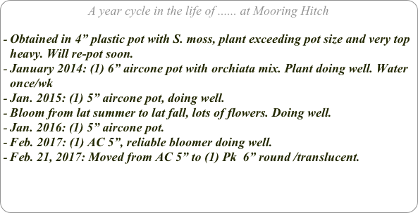 A year cycle in the life of ...... at Mooring Hitch

Obtained in 4” plastic pot with S. moss, plant exceeding pot size and very top heavy. Will re-pot soon.
January 2014: (1) 6” aircone pot with orchiata mix. Plant doing well. Water once/wk
Jan. 2015: (1) 5” aircone pot, doing well.
Bloom from lat summer to lat fall, lots of flowers. Doing well.
Jan. 2016: (1) 5” aircone pot.
Feb. 2017: (1) AC 5”, reliable bloomer doing well.
Feb. 21, 2017: Moved from AC 5” to (1) Pk  6” round /translucent.