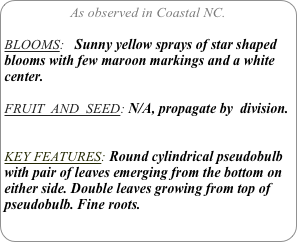 As observed in Coastal NC.

BLOOMS:   Sunny yellow sprays of star shaped blooms with few maroon markings and a white center. 

FRUIT  AND  SEED: N/A, propagate by  division.


KEY FEATURES: Round cylindrical pseudobulb with pair of leaves emerging from the bottom on either side. Double leaves growing from top of pseudobulb. Fine roots.