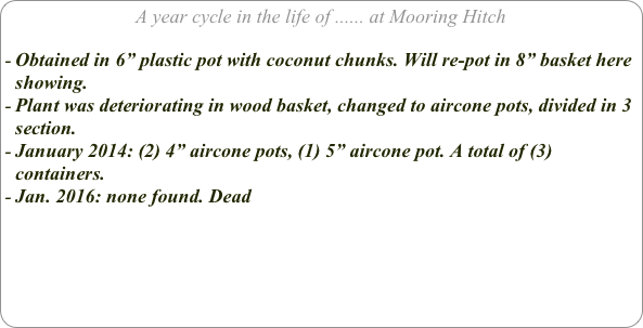 A year cycle in the life of ...... at Mooring Hitch

Obtained in 6” plastic pot with coconut chunks. Will re-pot in 8” basket here showing.
Plant was deteriorating in wood basket, changed to aircone pots, divided in 3 section.
January 2014: (2) 4” aircone pots, (1) 5” aircone pot. A total of (3) containers.
Jan. 2016: none found. Dead