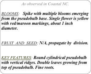 As observed in Coastal NC.

BLOOMS:   Spike with multiple blooms emerging from the pseudobulb base. Single flower is yellow with red/maroon markings, about 1 inch diameter.

FRUIT  AND  SEED: N/A, propagate by  division.


KEY FEATURES: Round cylindrical pseudobulb with vertical ridges. Double leaves growing from top of pseudobulb. Fine roots.