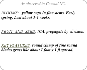 As observed in Coastal NC.

BLOOMS:   yellow cups in fine stems. Early spring. Last about 3-4 weeks.

FRUIT  AND  SEED: N/A, propagate by  division.


KEY FEATURES: round clump of fine round blades grass like about 1 foot x 1 ft spread.
