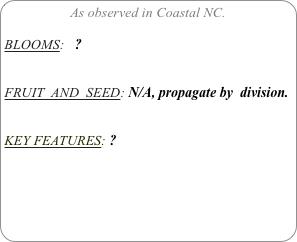 As observed in Coastal NC.

BLOOMS:   ?

FRUIT  AND  SEED: N/A, propagate by  division.


KEY FEATURES: ?
