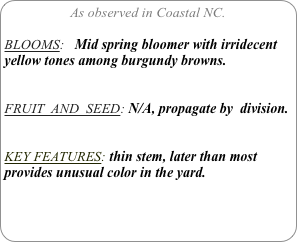 As observed in Coastal NC.

BLOOMS:   Mid spring bloomer with irridecent yellow tones among burgundy browns.

FRUIT  AND  SEED: N/A, propagate by  division.


KEY FEATURES: thin stem, later than most provides unusual color in the yard.
