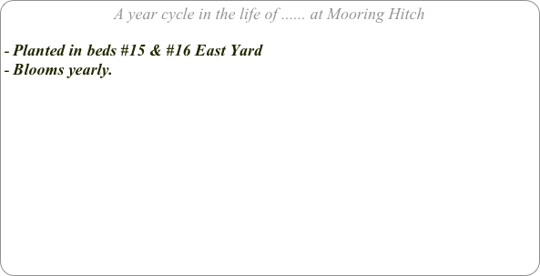 A year cycle in the life of ...... at Mooring Hitch

Planted in beds #15 & #16 East Yard
Blooms yearly.