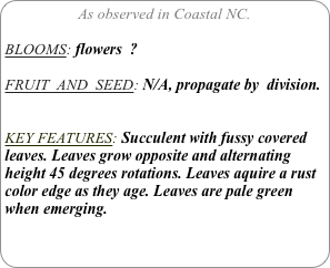 As observed in Coastal NC.

BLOOMS: flowers  ?

FRUIT  AND  SEED: N/A, propagate by  division.


KEY FEATURES: Succulent with fussy covered leaves. Leaves grow opposite and alternating height 45 degrees rotations. Leaves aquire a rust color edge as they age. Leaves are pale green when emerging.
