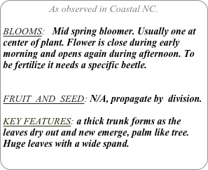 As observed in Coastal NC.

BLOOMS:   Mid spring bloomer. Usually one at center of plant. Flower is close during early morning and opens again during afternoon. To be fertilize it needs a specific beetle.

FRUIT  AND  SEED: N/A, propagate by  division.

KEY FEATURES: a thick trunk forms as the leaves dry out and new emerge, palm like tree.
Huge leaves with a wide spand.
